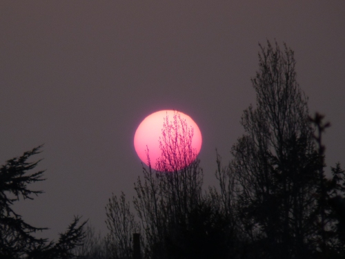 lune rose
